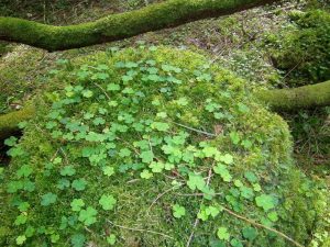 Shamrocks Seen on Tour of Ireland with Ancient Ireland Tourism