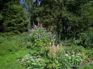See the Portglnone Forest on Tour of Ireland
