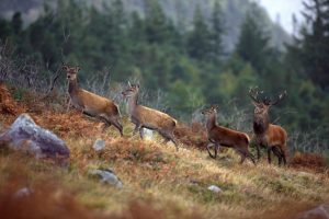 Pics from Ireland Tours Killarney National Park
