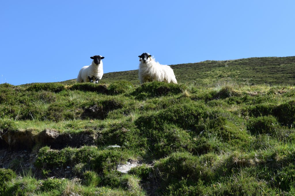 Sheep along the Pilgrim's Path