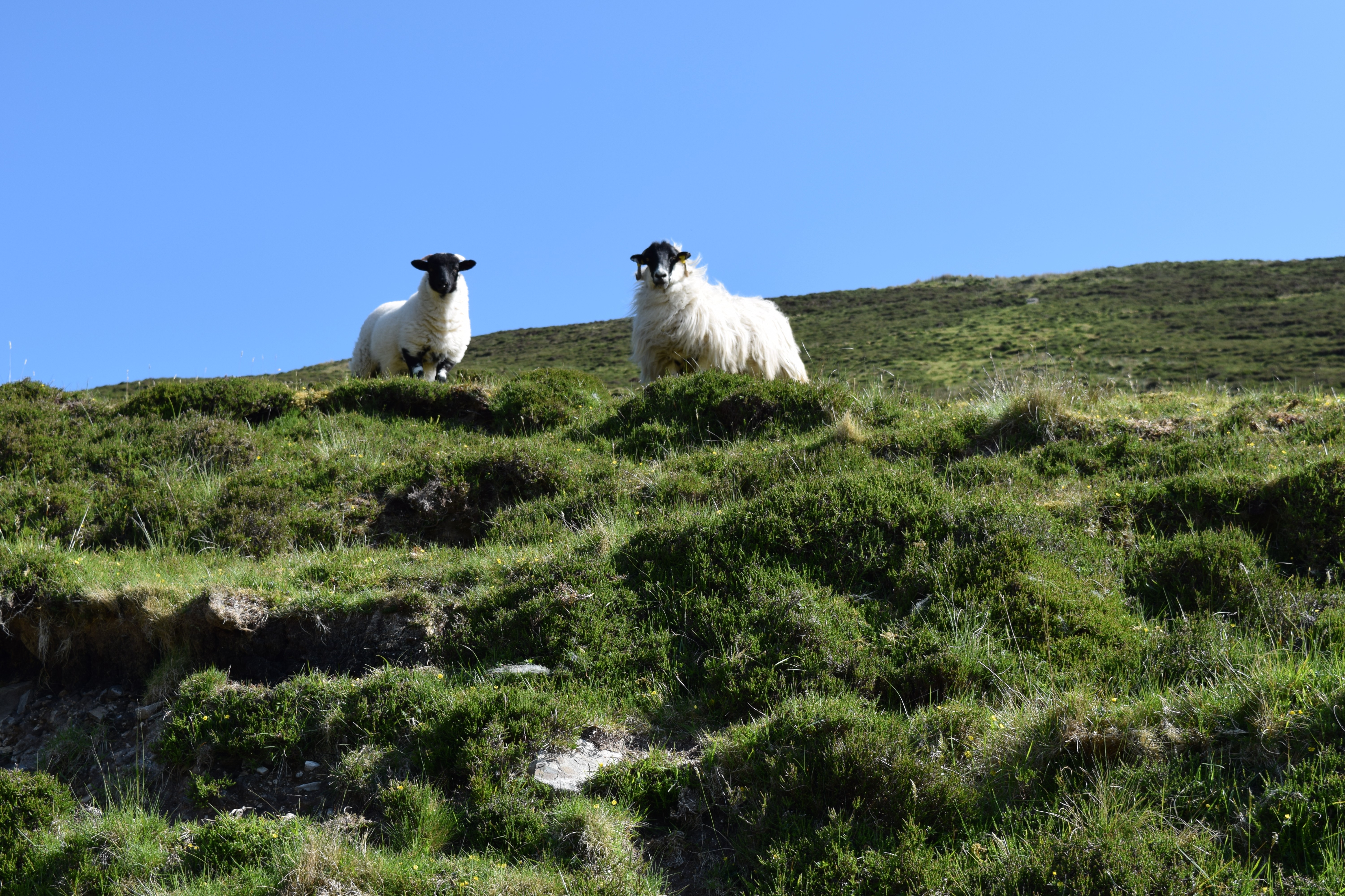 Pics from Ireland tours Sheep along the Pilgrim's Path