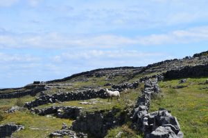 Inis Mór Island Image 2 Galway Bay   Aran Islands Luxury Day Tour   Ancient Ireland Tourism