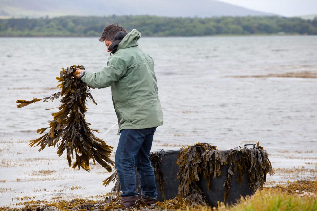 Seaweed harvesting on the Wild Atlantic Way, for Voya Seaweed Spa, County Sligo